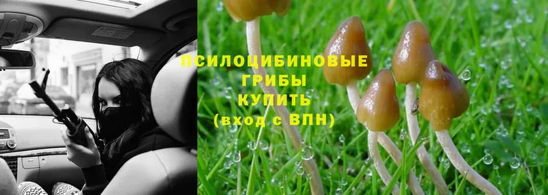 цены   Покровск  Псилоцибиновые грибы Psilocybe 